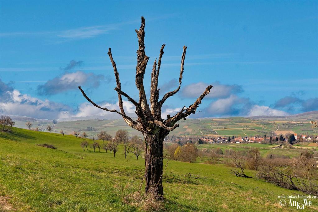 Erfrorene Kirschblüte im Eggenertal