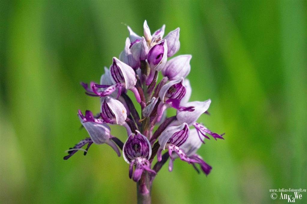 Helm-Knabenkraut (Orchis militaris)