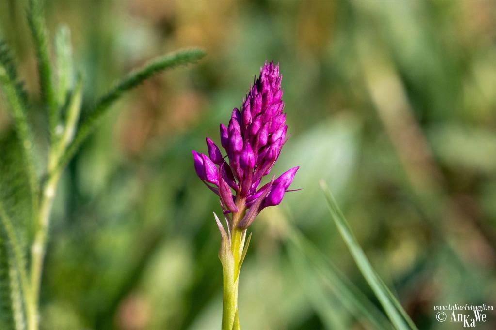 Pyramiden-Hundswurz (Anacamptis pyramidalis)