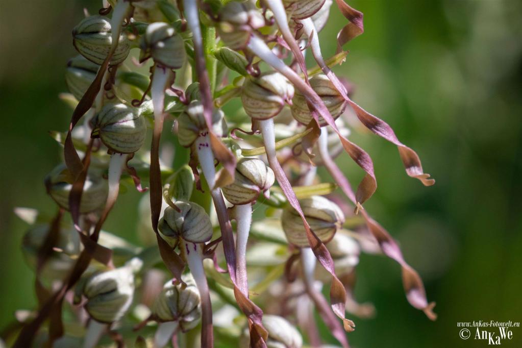 Bocks-Riemenzunge (Himantoglossum hircinum)