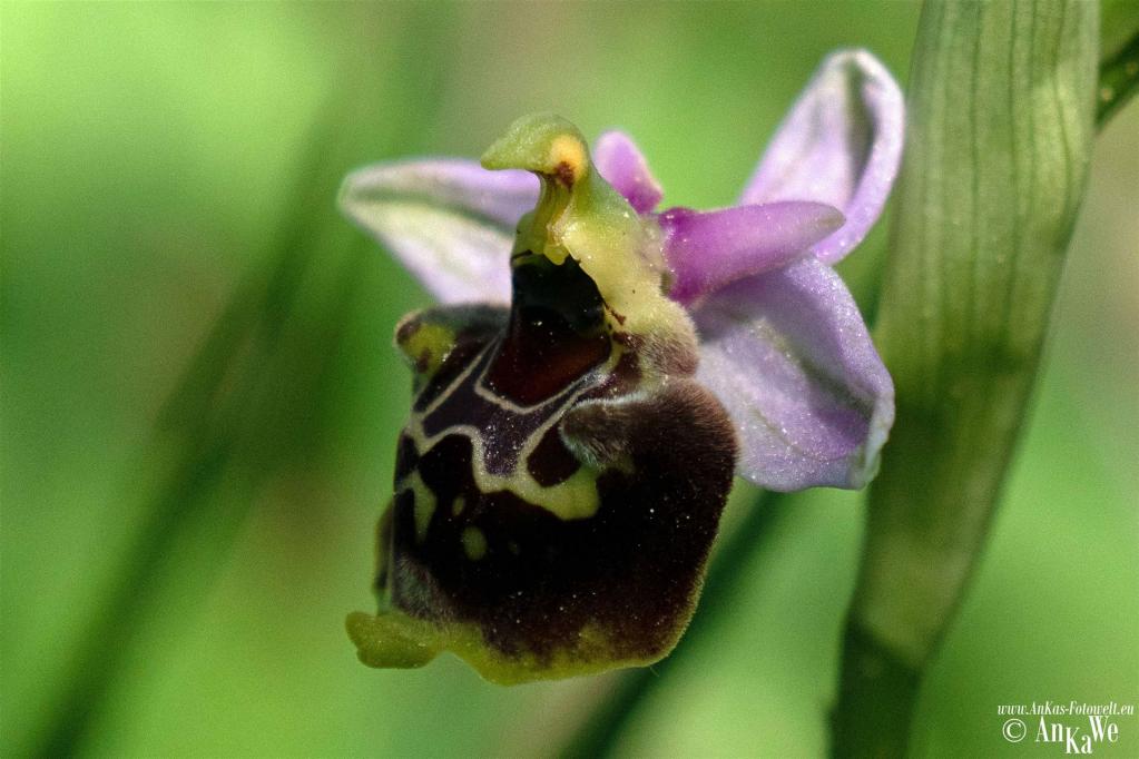 Bienen-Ragwurz (Ophrys apifera)