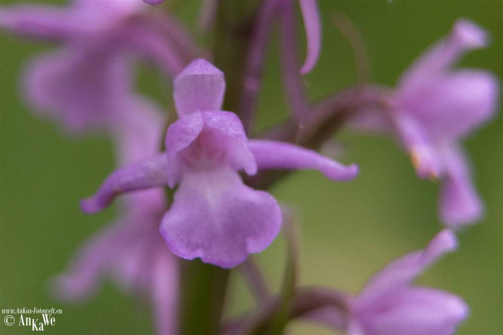 Mücken-Händelwurz (Gymnadenia conopsea)