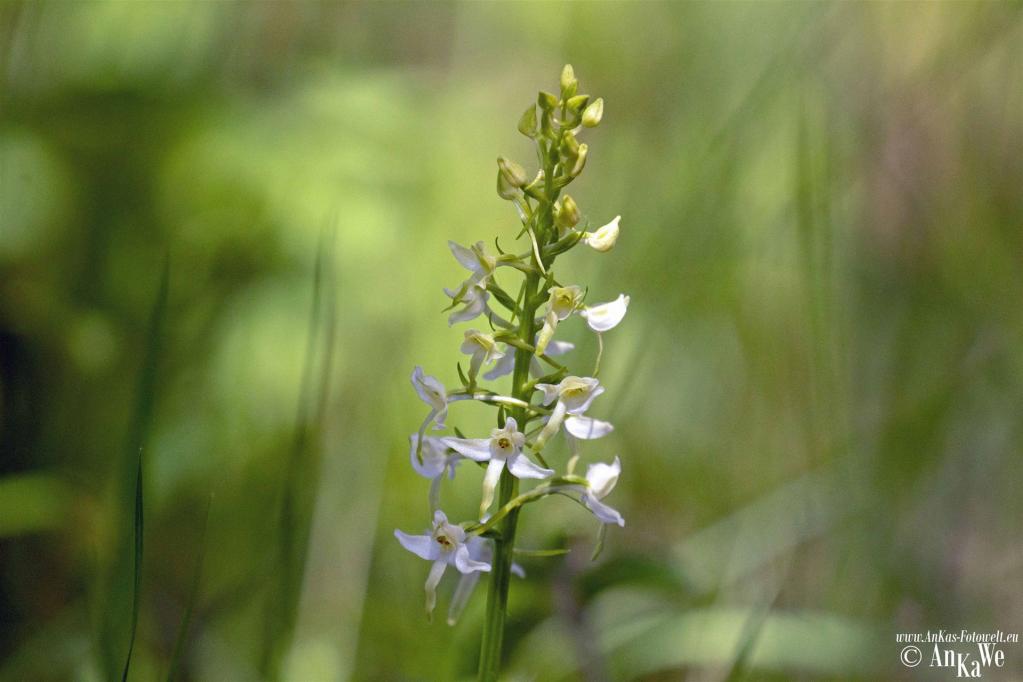 Weiße Waldhyazinthe (Platanthera bifolia)