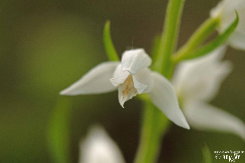 Weißes Waldvögelein (Cephalanthera damasonium)
