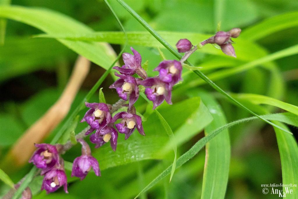 Braunrote Stendelwurz (Epipactis atrorubens)