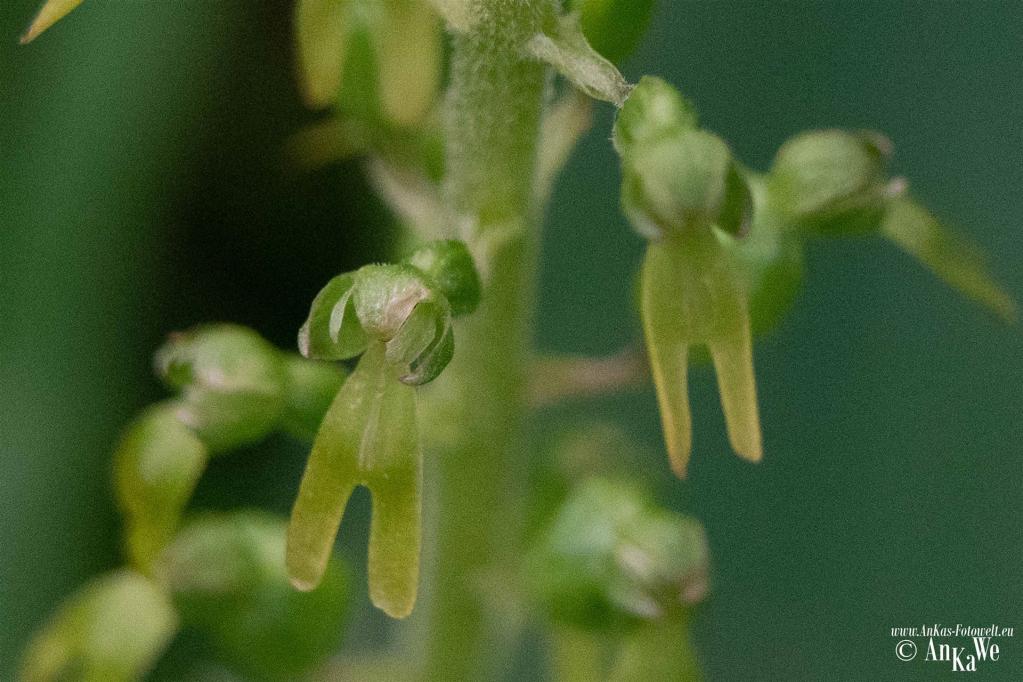 Großes Zweiblatt (Neottia ovata)