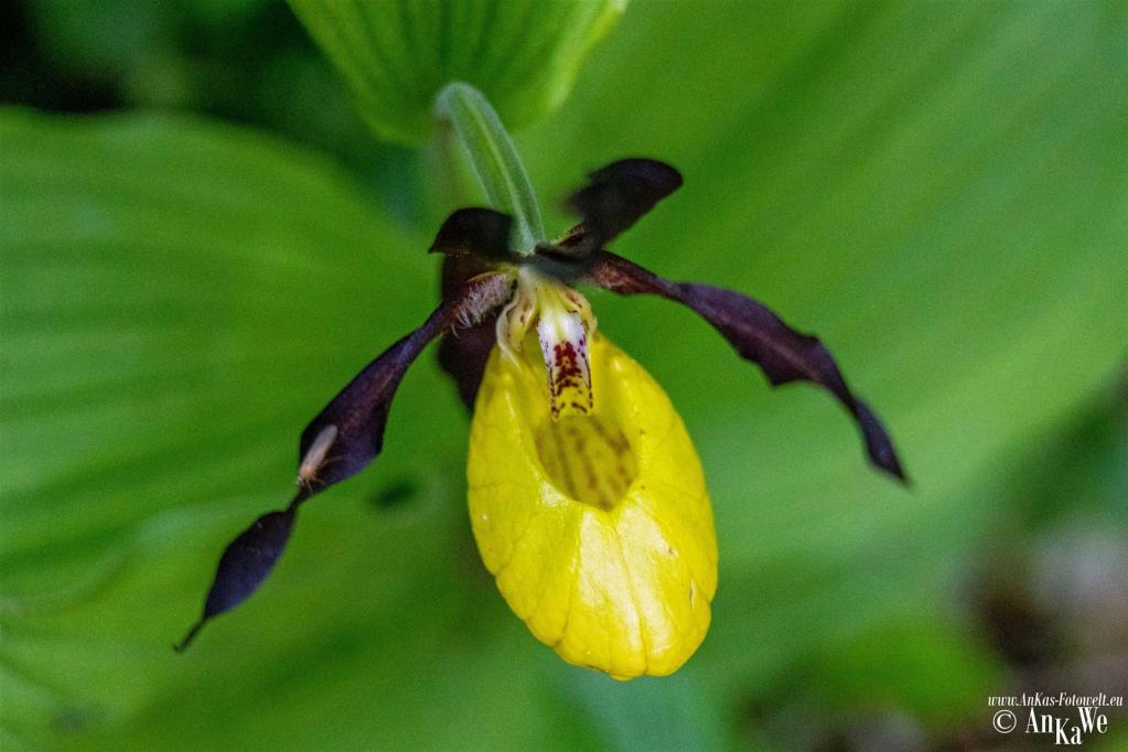 Gelb-Frauenschuh (Cypripedium calceolus)