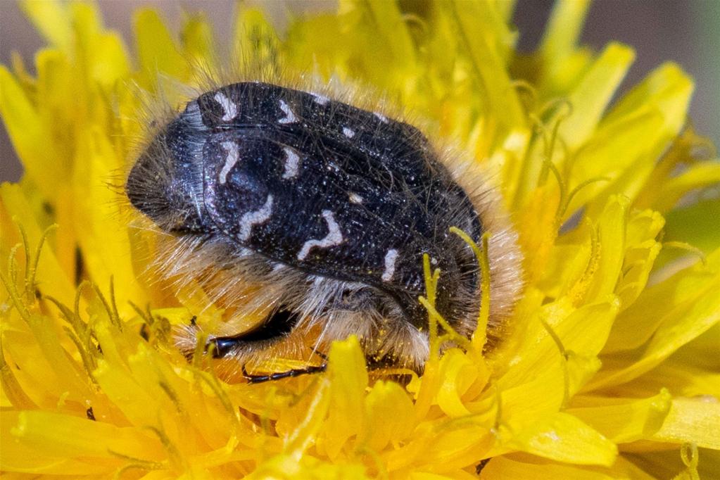 Trauer-Rosenkaefer (Oxythyrea funesta)