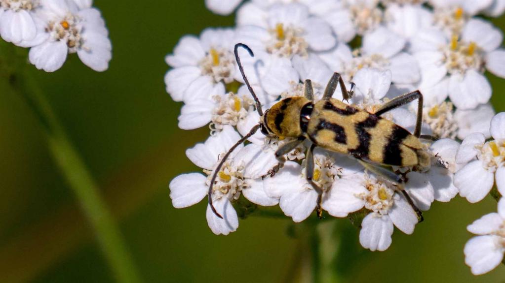Veränderlicher Widderbock (Chlorophorus varius)