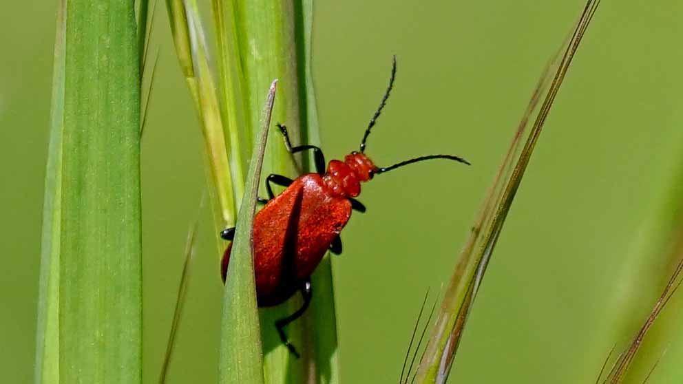 Lilienhähnchen (Lilioceris lilii)