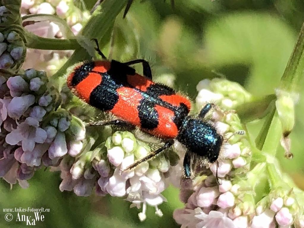 Gemeiner Bienenkäfer (Trichodes apiarius)