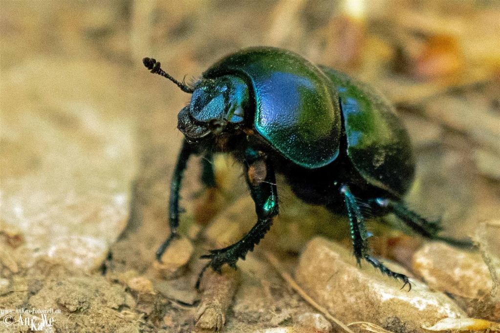 Frühlingsmistkäfer (Geotrupes vernalis)