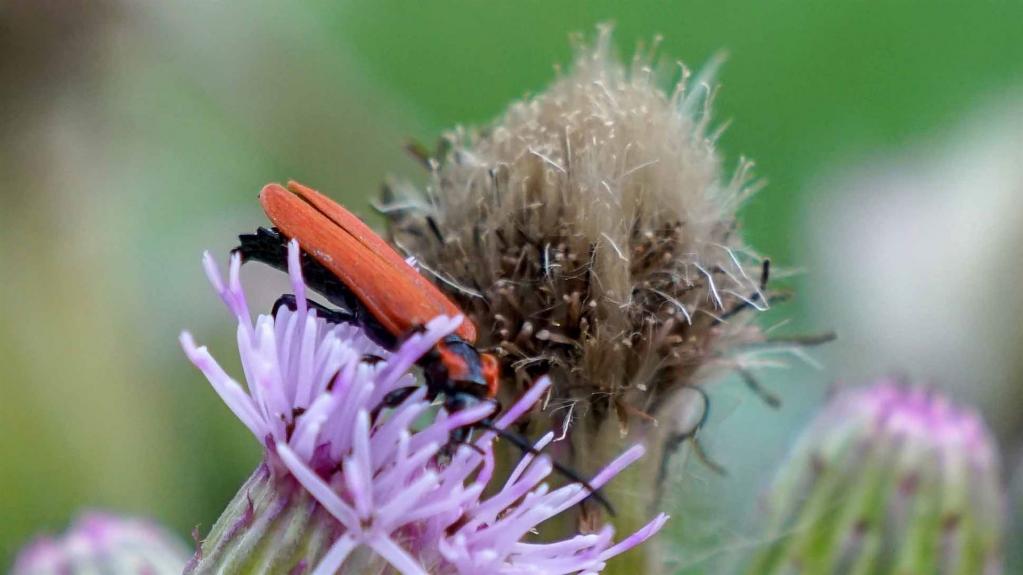 Rüssel-Rotdeckenkäfer (Lygistopterus sanguineus)