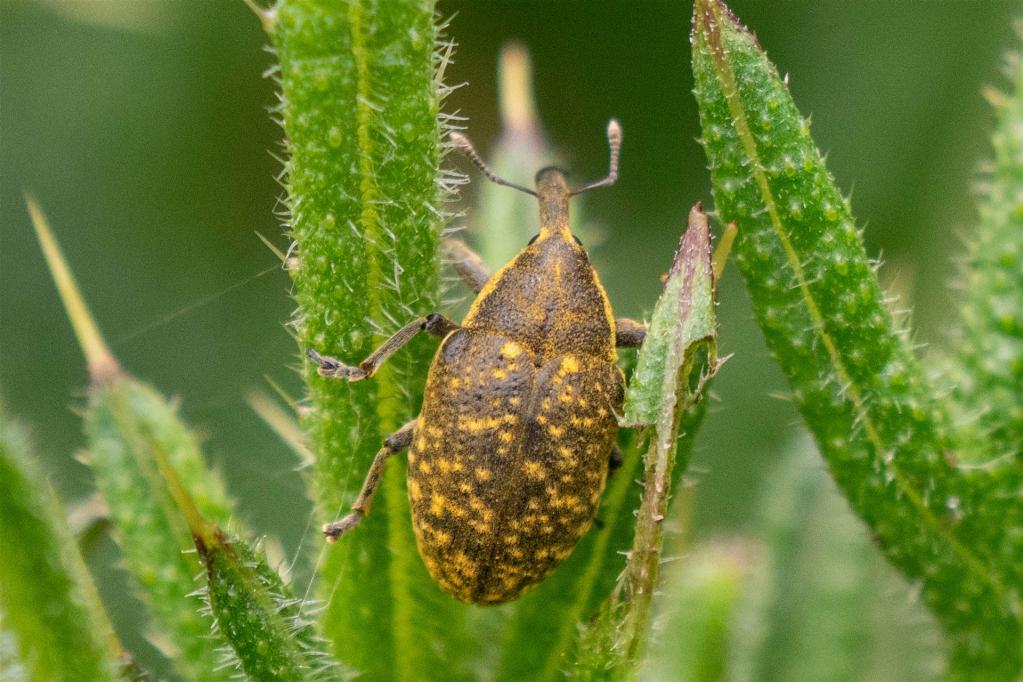 Haselnussbohrer (Curculio nucum)