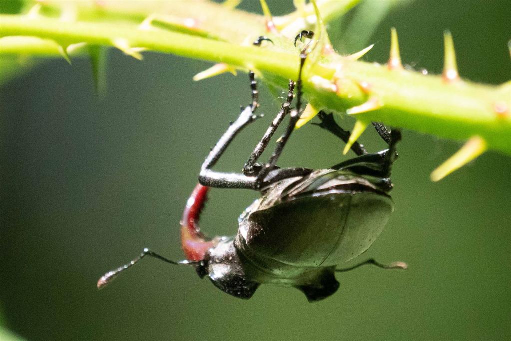 Hirschkäfer (Lucanus cervus) -- stark gefährdet
