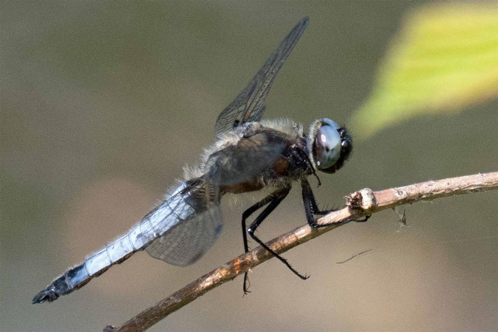 Kleiner Blaupfeil (Orthetrum coerulescens)