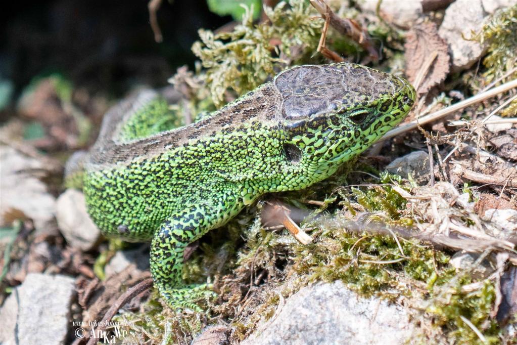 Zauneidechse (Lacerta agilis)