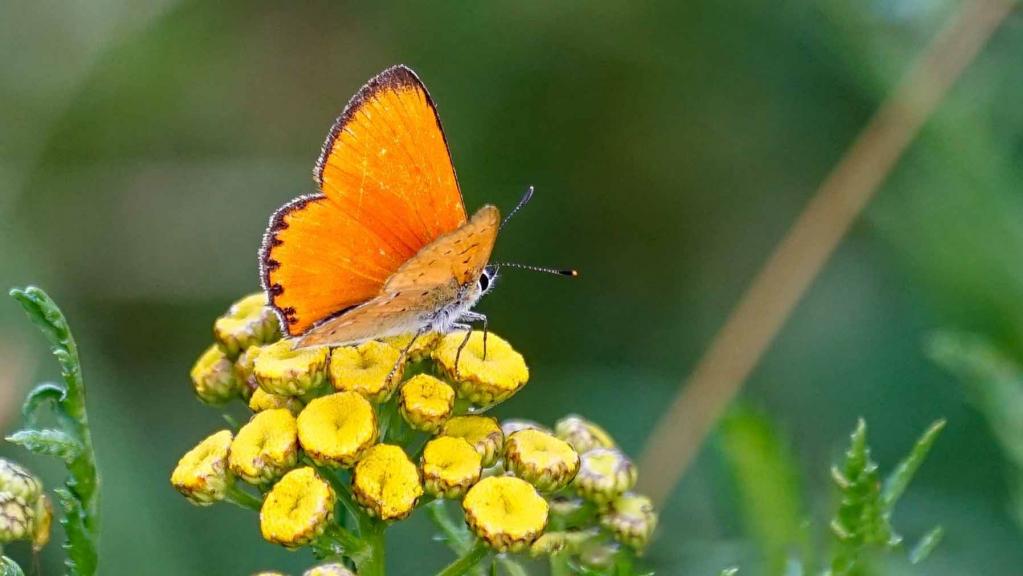 Dukatenfalter (Lycaena virgaureae)