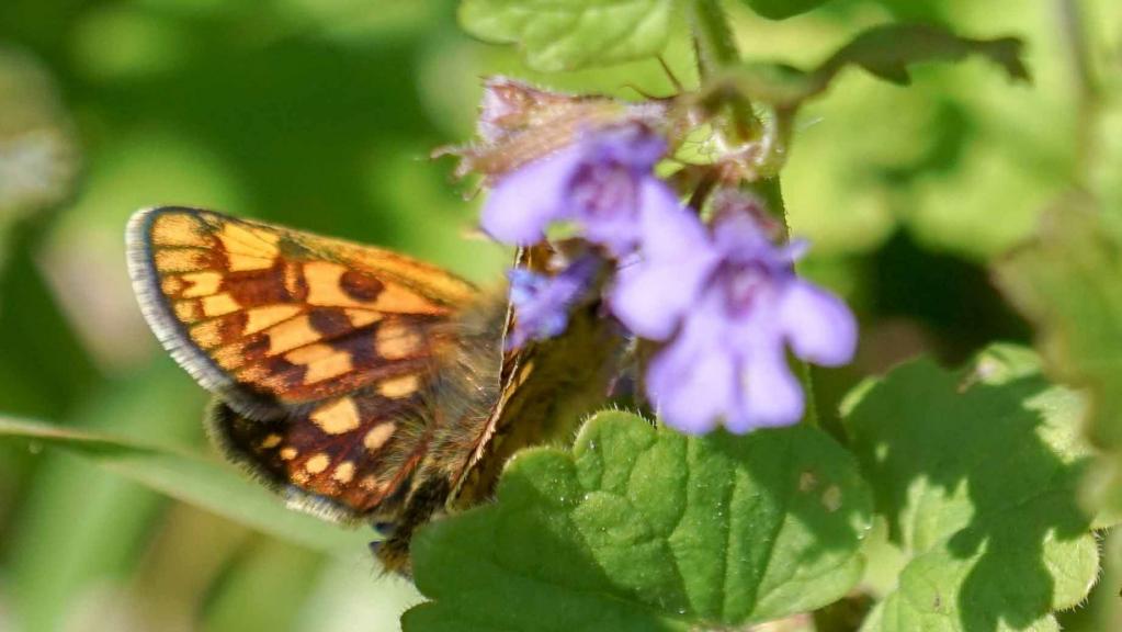 Gelbwürfeliger Dickkopffalter (Carterocephalus palaemon)