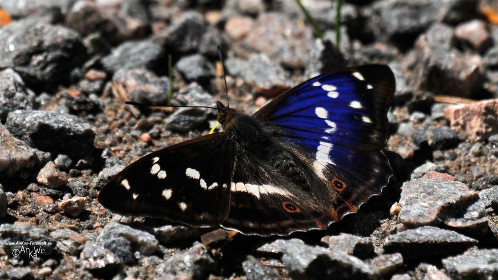Großer Schillerfalter (Apatura iris)