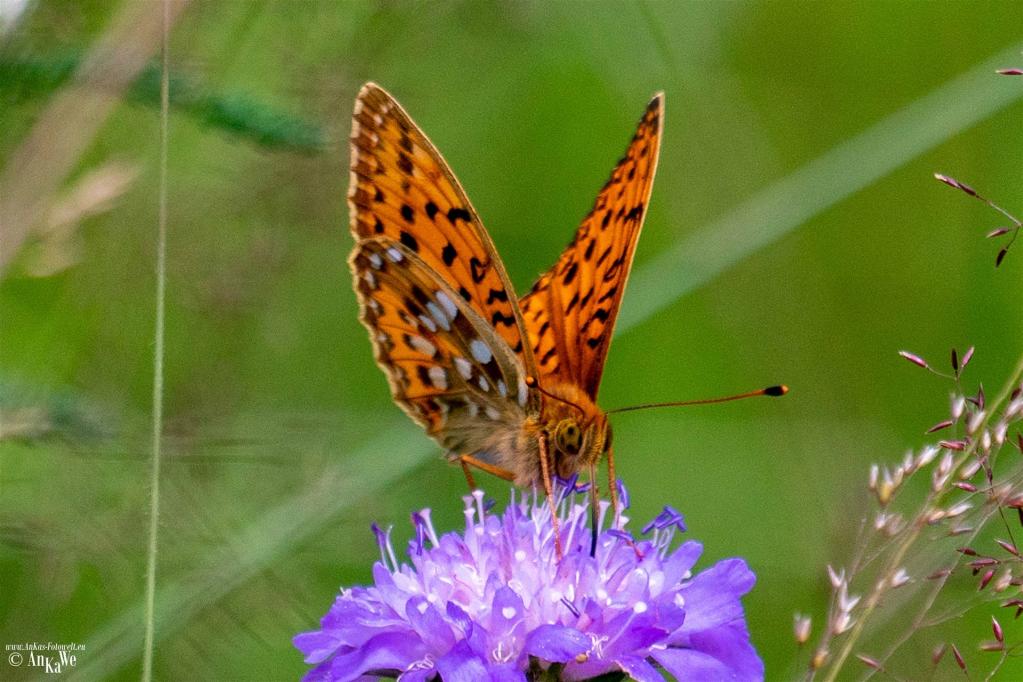 Großer Perlmuttfalter (Speyeria aglaja)
