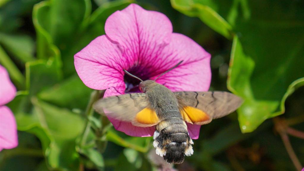 Taubenschwänzchen (Macroglossum stellatarum)