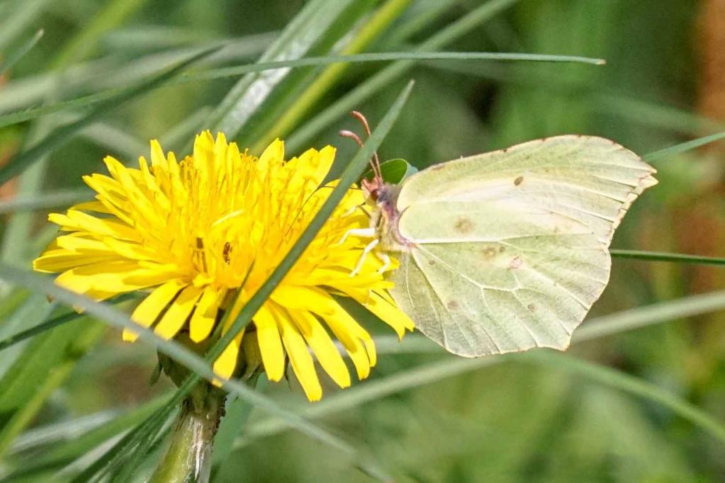 Zitronenfalter (Gonepteryx rhamni) 