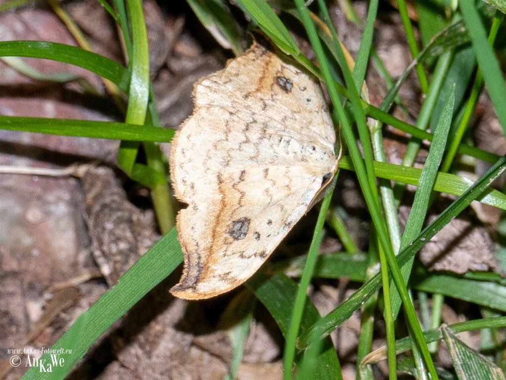 Gemeiner Sichelfluegler (Drepana falcataria)