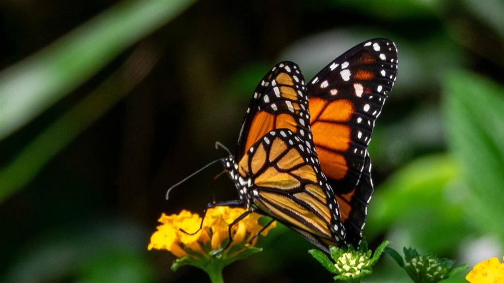 Monarchfalter (Danaus plexippus) 