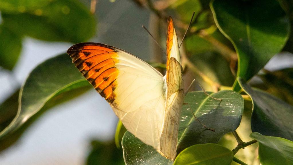 Grosser Aurorafalter