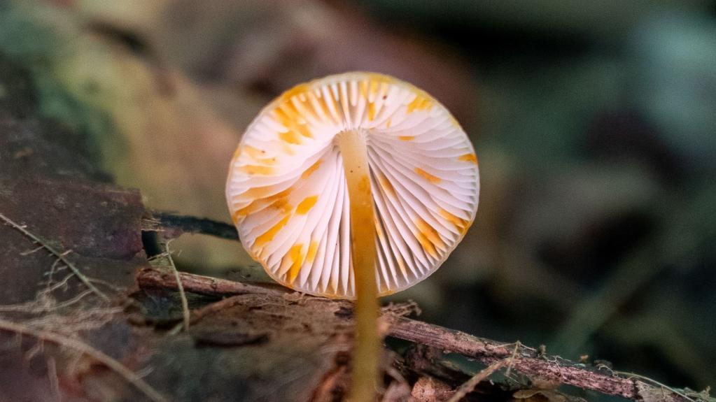 Gelbmilchender Helmling (mycena crocata)