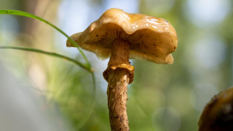 Honiggelber Hallimasch (ARMILLARIA MELLEA)