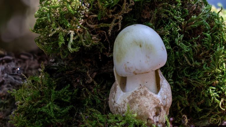 Knollenblätterpilz (AMANITA Sp)
