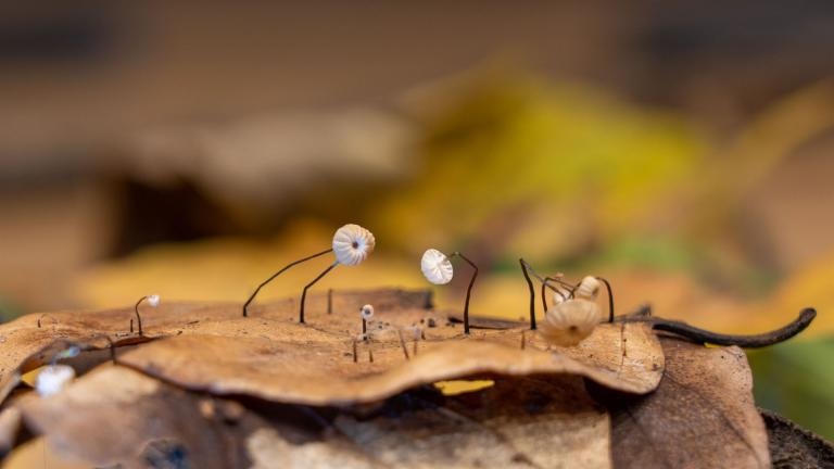 Laubstreu-Käsepilzchen (Marasmius bulliardii)