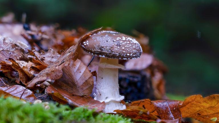 Pantherpilz (AMANITA PANTHERINA)