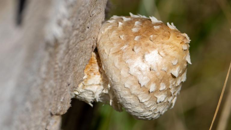 Pappel-Schüppling (Pholiota populnea)