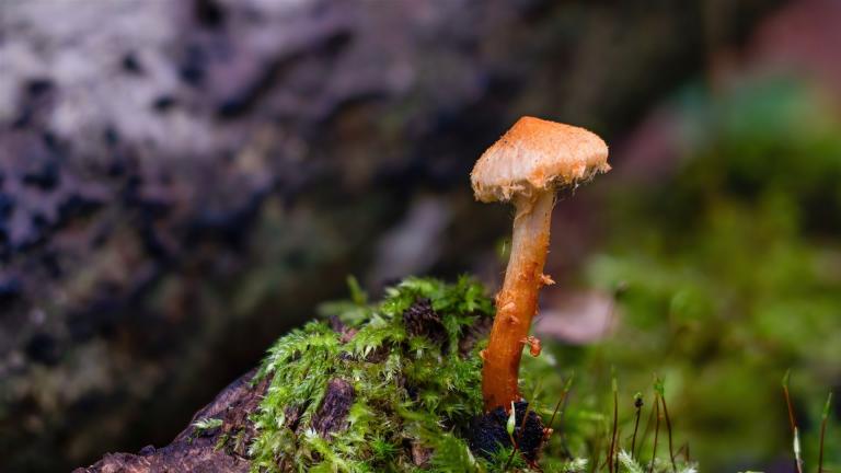 Rötender Schüppling (PHOLIOTA TUBERCULOSA)