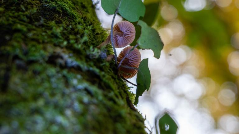 Rötlicher Lacktrichterling ( LACCARIA LACCATA)