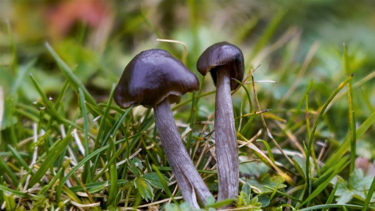 Rötling (ENTOLOMA Sp)