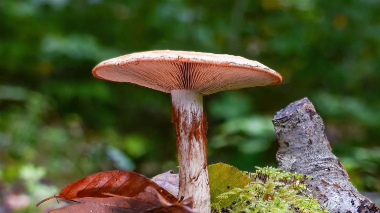 Schleierling (CORTINARIUS Sp)