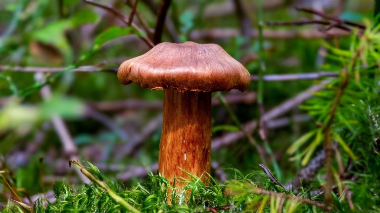 Schleierling (CORTINARIUS Sp)