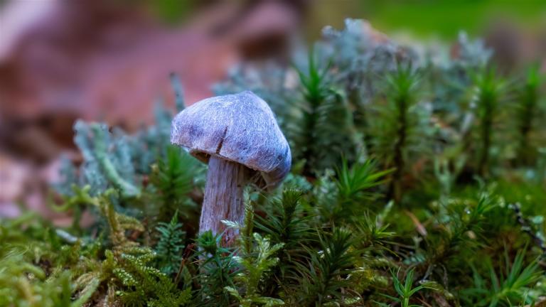 Schleierling (CORTINARIUS Sp)