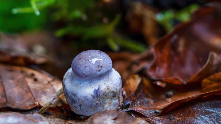 Schneckling (HYGROPHORUS Sp).