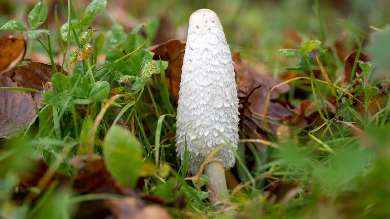 Schopf-Tintling (COPRINUS COMATUS)
