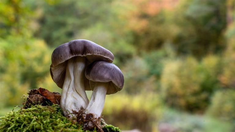 Schwarzfaseriger Ritterling (TRICHOLOMA PORTENTOSUM)