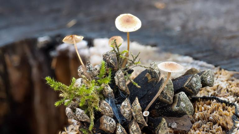 Später Zapfenrübling (BAEOSPORA MYOSURA)