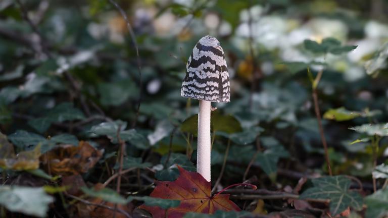 Specht_Tintling (COPRINOPSIS PICACEA)