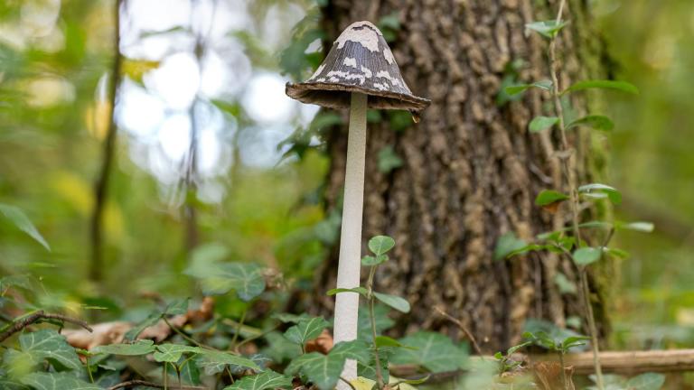 Specht_Tintling (COPRINOPSIS PICACEA)