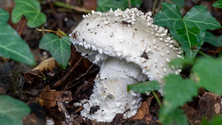 Stachelschuppiger Knollenblätterpilz (ASPIDELLA SOLITARIA)
