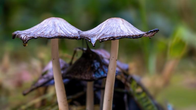 Tintling (COPRINUS Sp)